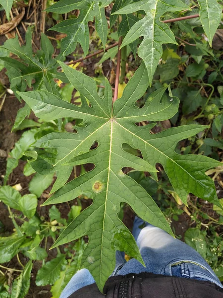papaya leaf, green papaya leaf. Fresh papaya green leaf texture patterns