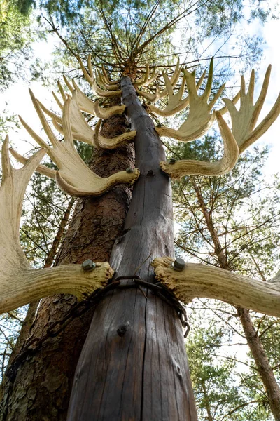 Totem Pole Made Out Moose Caribou Antlers Trees Blue Sky — Stock Photo, Image