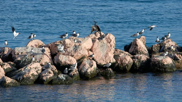 Laughing Gulls Leucophaeus Atricilla Perched Rocks Sea — Stock Photo, Image