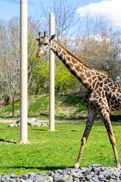 Giraffe Masai Godersi Sole Nel Loro Recinto Franklin Park — Foto Stock