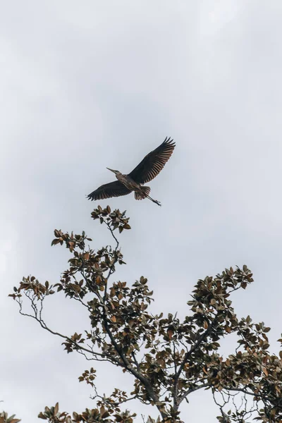 Low Angle View Soaring Heron Clear Sky — Stockfoto