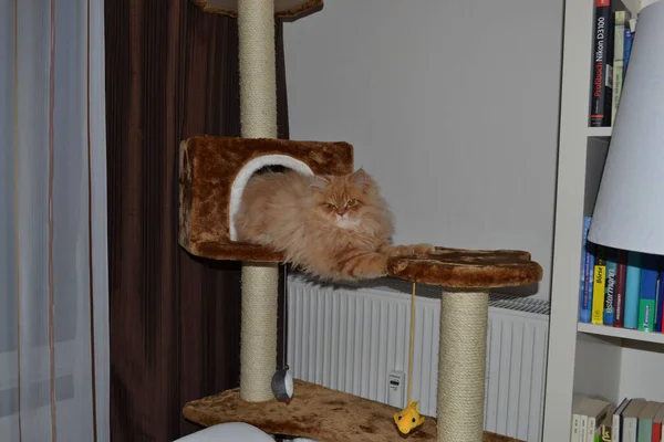 Scratching Post Persian Cat Red Long Fur — Stock Photo, Image