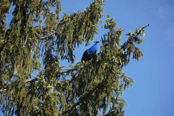Pássaro Peafowl Azul Empoleirado Galho Árvore Contra Céu — Fotografia de Stock