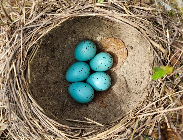 Primeiro Plano Com Ninho Aves Selvagens Com Ovos Natue Azul — Fotografia de Stock