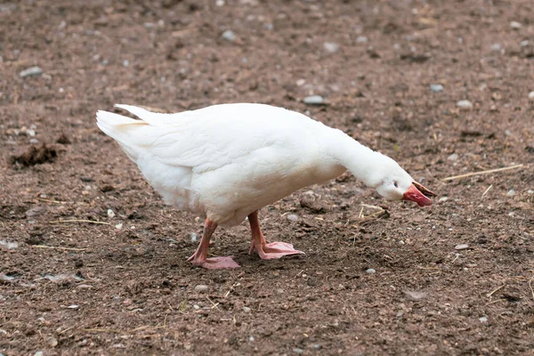 Awkward Comic Moment One White Goose Funny Pose Eating — Stock Photo, Image