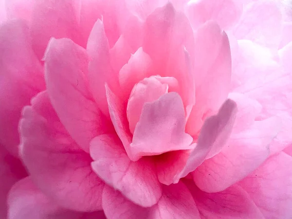 Closeup Beautiful Pink Peony Flower Petals — Zdjęcie stockowe