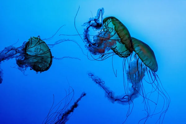 Closeup Shot Floating Jellyfish Water — Fotografia de Stock
