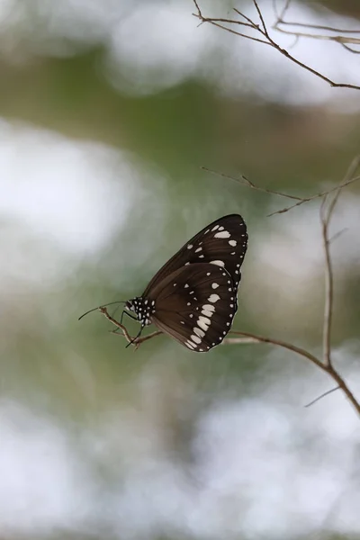 Closeup Beautiful Brown Butterfly Perching Twig Bokeh Background — Stockfoto