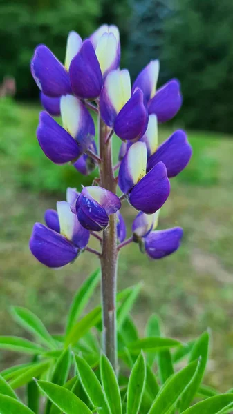 Vertical Shot Buds Growing Purple Lupine Flower Field — Foto de Stock