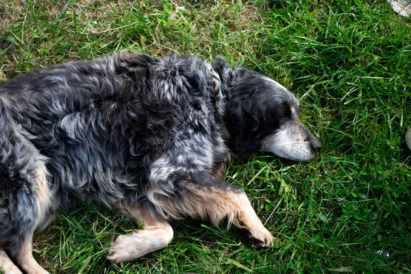 Closeup Dog Laying Grass Sunlight — Stockfoto