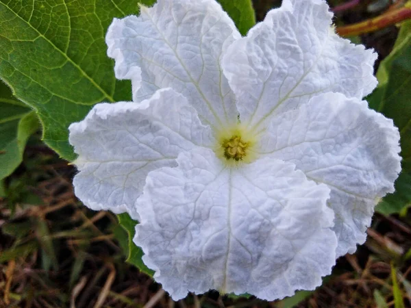 Крупный План Растения Калабаш Белый Цветок Растущий Саду Непале — стоковое фото