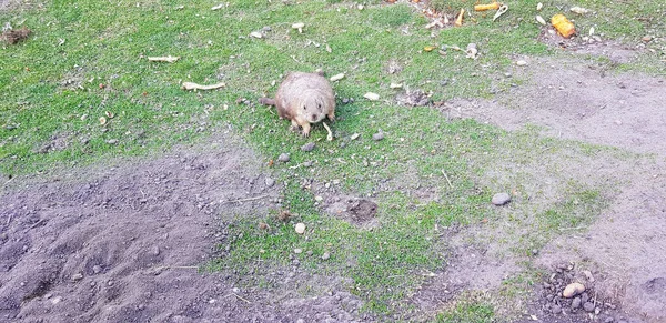 Präriehund Einem Sommertag Der Steppe — Stockfoto