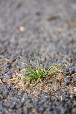 A vertical shot of Annual bluegrass growing in concrete