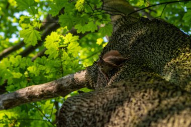 A low angle of a furry small brown squirrel climbing down a tree in a park