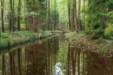 A flowing dirty river through a wild green forest