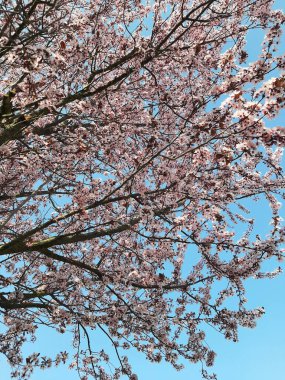 A vertical shot of branches full of cherry blossom flowers against the cloudless sky
