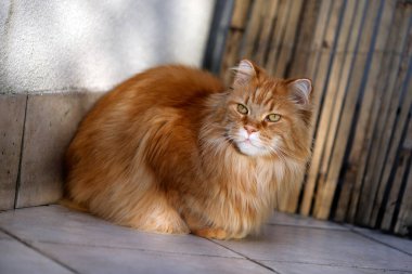 Tüylü, sevimli, turuncu bir Sibirya kedisi yerde oturuyor.