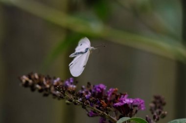 Mor çiçeğin üzerine düşen bir ağ solucanının yakın çekimi.