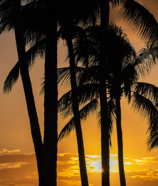 Gün batımında altın gökyüzüne karşı dikey bir palmiye ağacı silueti görüntüsü