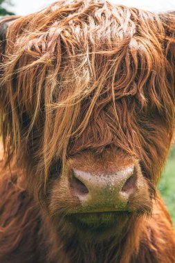 A vertical shot of a Scottish Highland Cow in a farm