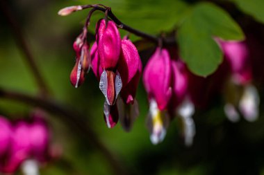 Loytnanshjerte om varen Teğmen kalbi ilkbaharda