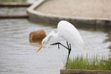 Beyaz balıkçıl, sahilin yakınında tek bacağının üzerinde duruyor.