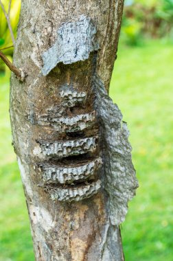 ree trunk with box of wasps growing on its trunk.