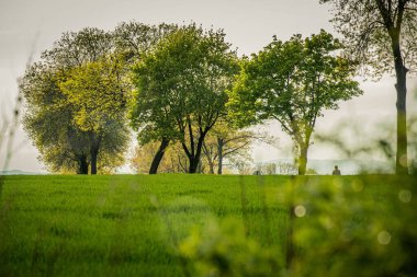Kırsal kesimdeki bir çayırda yeşil yapraklı ağaçların manzarası