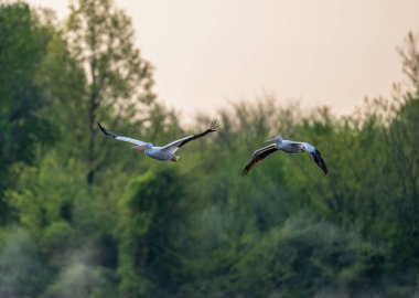 The two pelicans flying high with green trees in the background