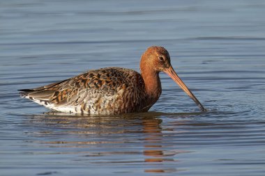 Siyah kuyruklu Godwit 'in seçici odak noktası (Limosa limozası)