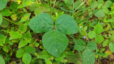 A top view of fresh green leaves of the plants in the garden