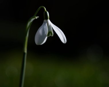 A closeup shot of a a bell-shaped snowdrop with white petals on a blurry background