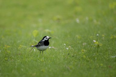 Yeşil çimlerin üzerinde duran küçük beyaz bir kuyruk.
