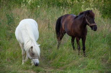White and brown horses in Lorenskog  Norway