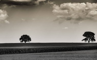 Bulutlu bir gökyüzünün altındaki çayırdaki iki ağacın gri tonlu görüntüsü.