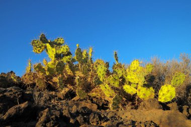 Çöldeki Yeşil Dikenli Armut Kaktüsü Yaprağı