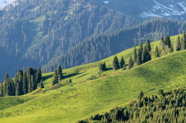 Güneşli bir günde yeşil çayırların ve çam ağaçlarının güzel manzarası.