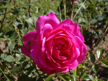 Yeşil yapraklı pembe gülün yakın plan çekimi.