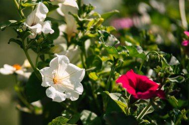 The Petunia axillaris red and white flowers on the garden