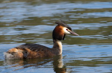 Gölette büyük bir ibikli yaban ördeğinin yakın çekimi.