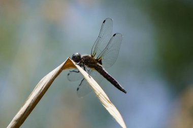 The Dragonfly sitting on the dried leaf