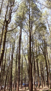 Mavi gökyüzüne karşı yüksek ağaçların dikey görüntüsü.
