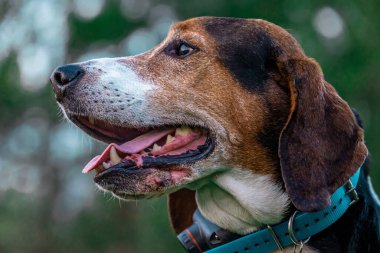 A closeup shot of an Estonian Hound on the blurry background