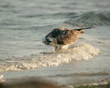 Suda yüzen bir nehir şahininin yakın çekimi.