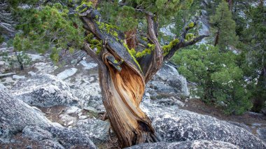 John Muir Yolu, Kaliforniya 'da sarmal bir ağaç