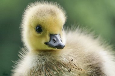 A selective of a cute duckling in a garden