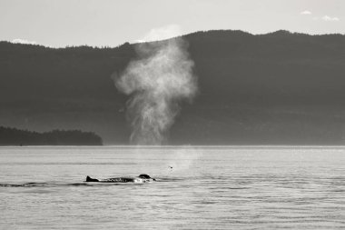 Körfez Adaları, Vancouver, Britanya Kolumbiyası, Kanada 'daki bir kambur balinanın gri tonlu görüntüsü.