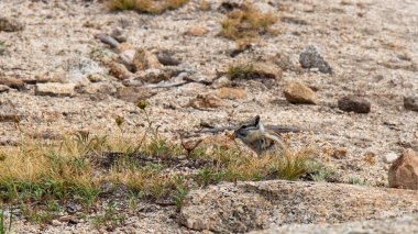 An Alpine chipmunk eating a seed of sedges in John Muir Trail, California