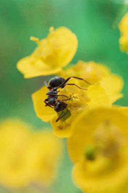 Sarı çiçekli bir karıncanın dikey yakın çekimi.