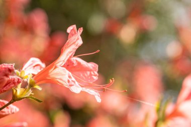Macaristan 'ın Zalaegerszeg kentindeki Csacsi botanik bahçesinde bulanık arka planda Azalea çiçeklerinin yakın çekimi